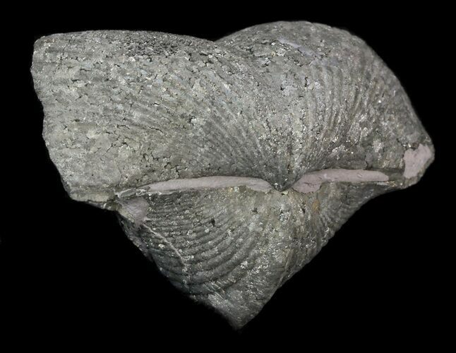 Large Pyrite Replaced Brachiopod (Paraspirifer) - Ohio #34188